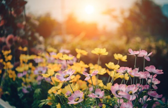 Skup działek budowlanych