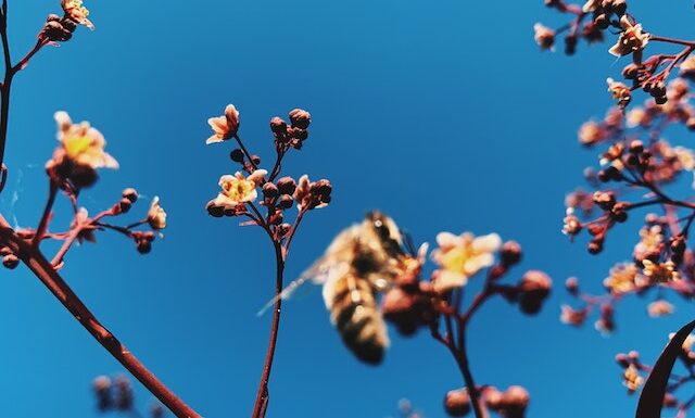 Antyoksydacja przy pomocy pyłków kwiatowych!